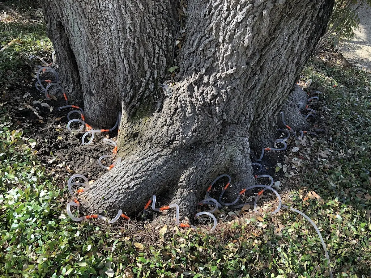 Detailed Tree Cabling and Bracing job site in Hyattsville