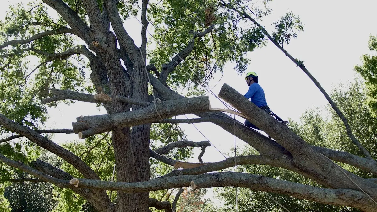 Professional Hazardous Tree Removal performed by certified arborists in Hyattsville